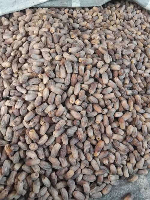 تصویر 1 از خرید خرمای سنگ‌ شکن + قیمت فروش استثنایی